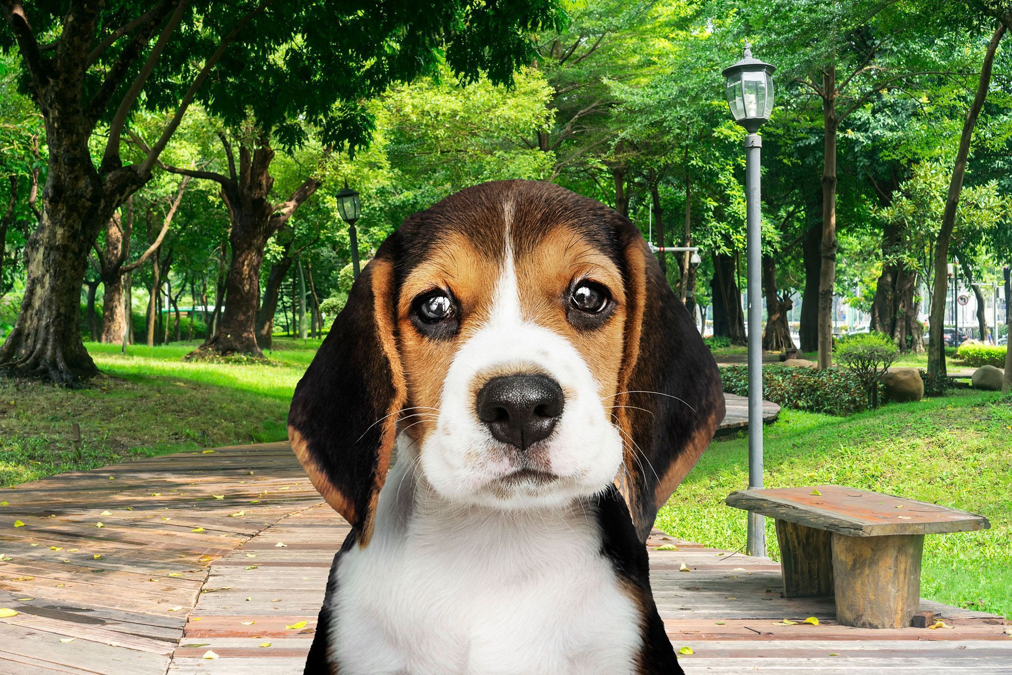 Нормальное зрение