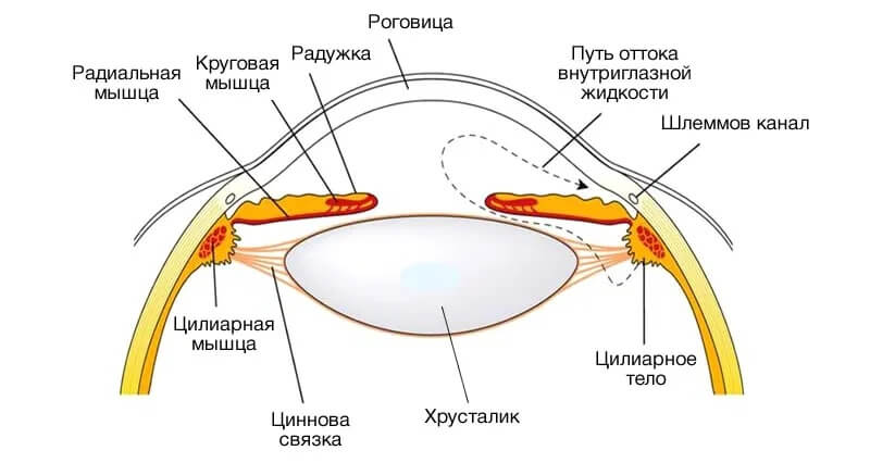 В чем особенность строения радужки какую функцию. Анатомия хрусталика циннова связка. Строение глаза циннова связка. Мышцы хрусталика глаза анатомия. Ресничный поясок и связка хрусталика.