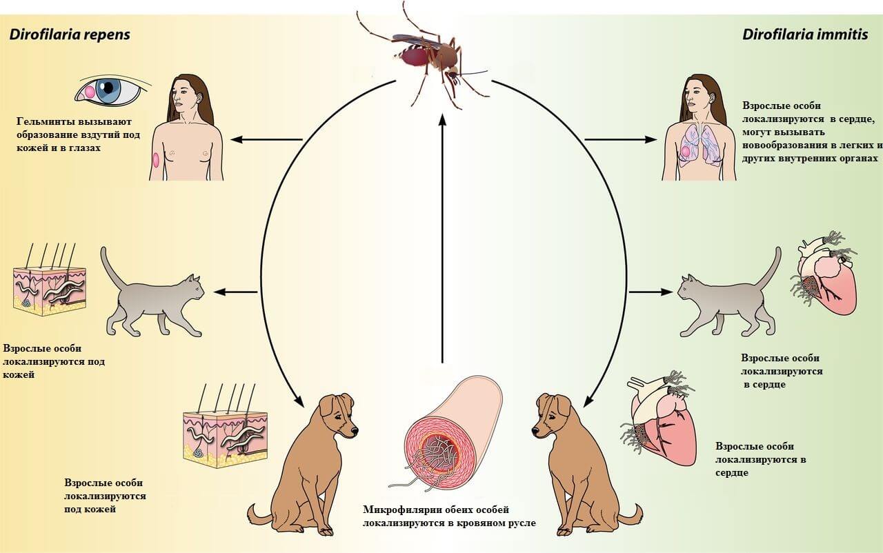 Черви комаров. Жизненный цикл дирофилярии собак. Жизненный цикл дирофилярии у человека. Цикл развития Dirofilaria repens. Пути заражения гельминтами схема.