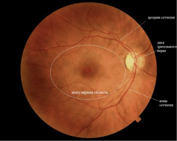 анатомия структур глаза
