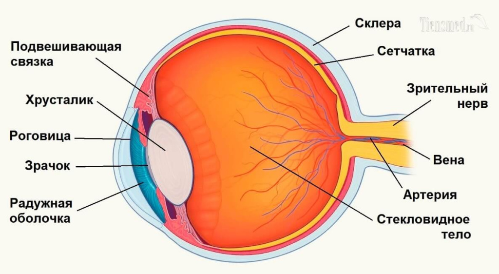 Фокусировку изображения обеспечивает хрусталик зрачок стекловидное тело