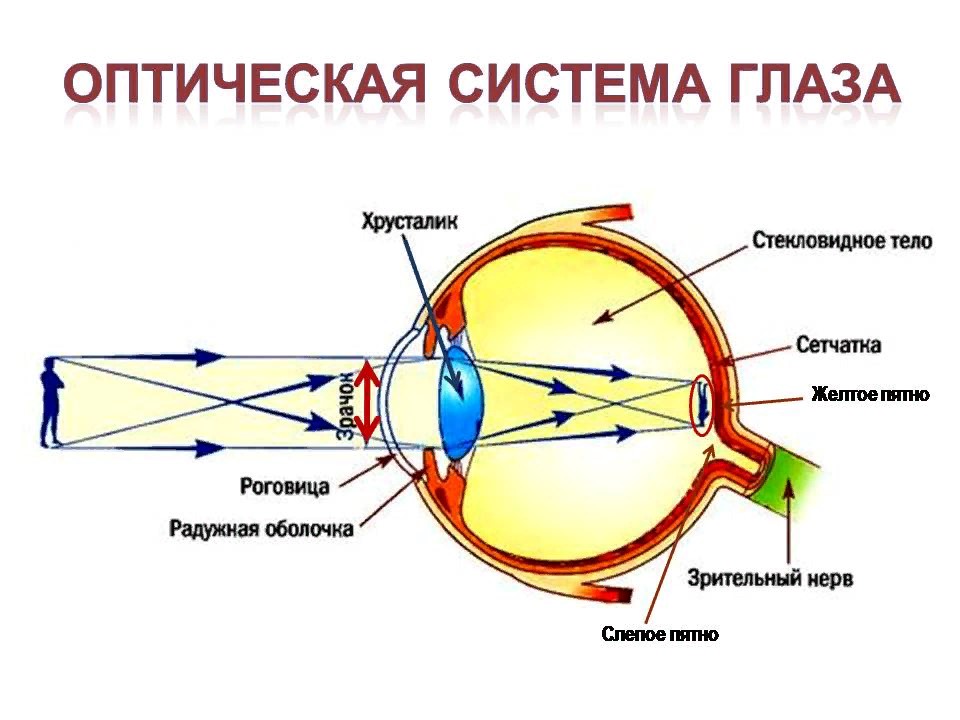 оптическая система глаза