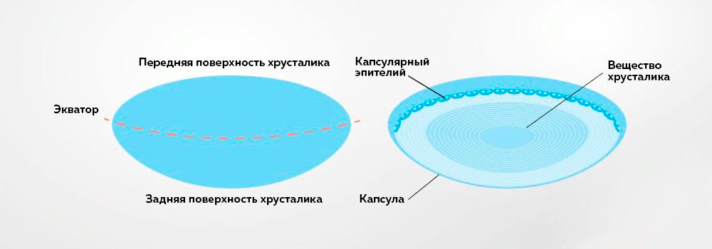строение хрусталика